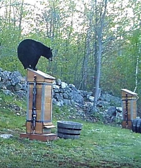 Bear on Bee Hive